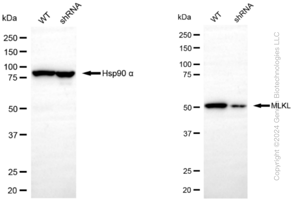 KD-Validated Anti-MLKL Rabbit Monoclonal Antibody ABG1259