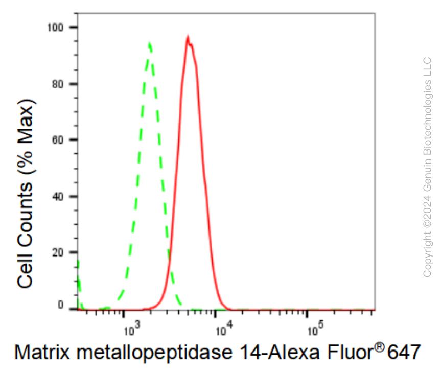 KD-Validated Anti-Matrix metallopeptidase 14 Rabbit Monoclonal Antibody ABG1260