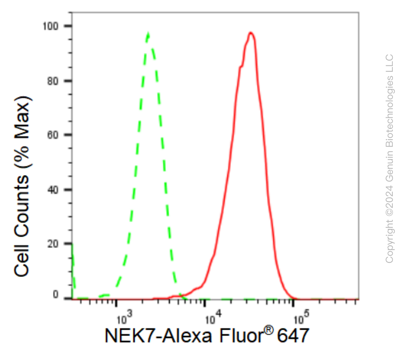 KD-Validated Anti-NEK7 Rabbit Monoclonal Antibody ABG1261