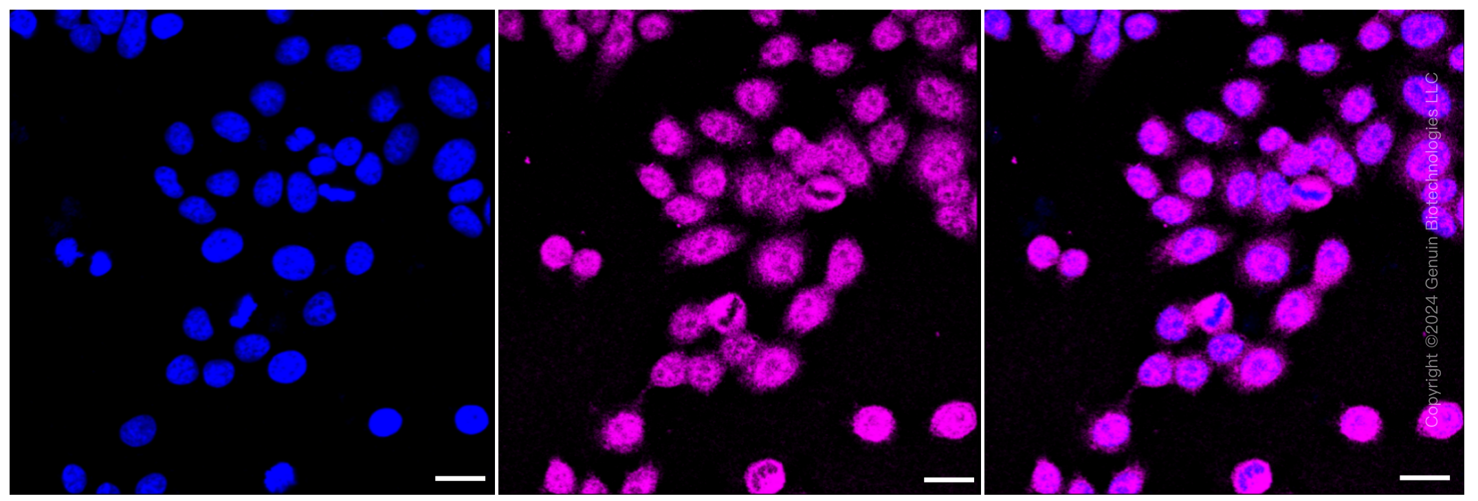 KD-Validated Anti-NEK7 Rabbit Monoclonal Antibody ABG1261