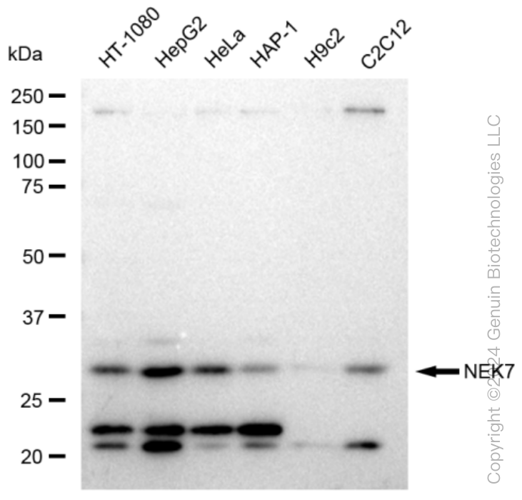 KD-Validated Anti-NEK7 Rabbit Monoclonal Antibody ABG1261
