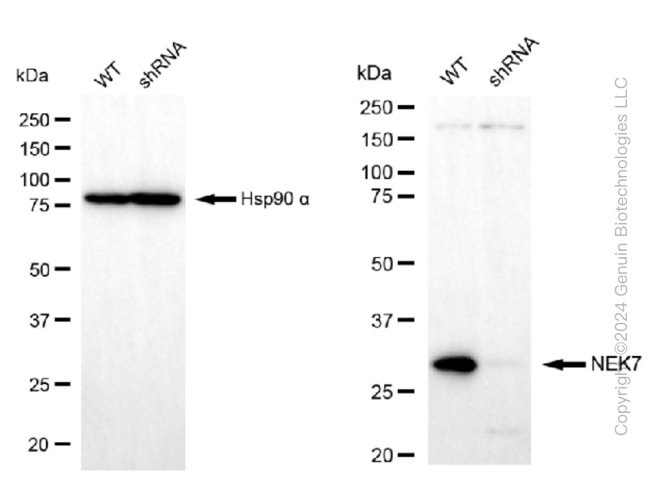 KD-Validated Anti-NEK7 Rabbit Monoclonal Antibody ABG1261