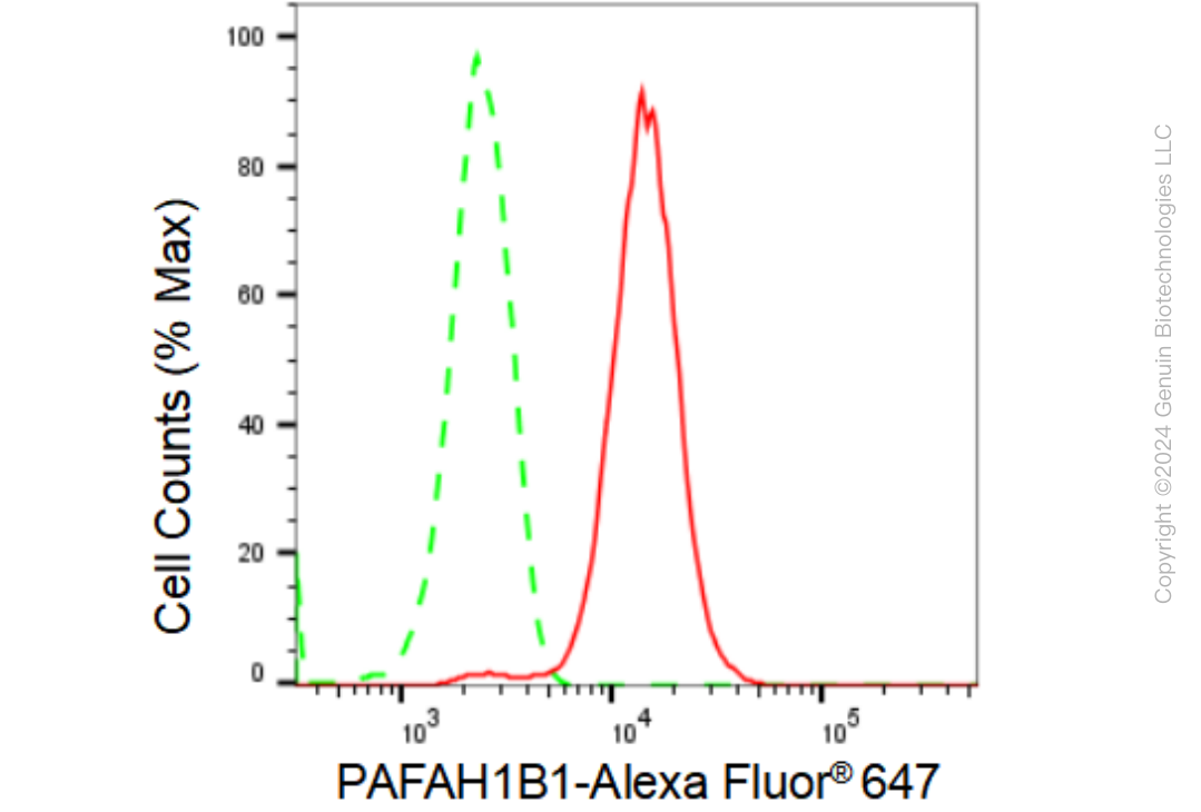 KD-Validated Anti-PAFAH1B1 Rabbit Monoclonal Antibody ABG1262