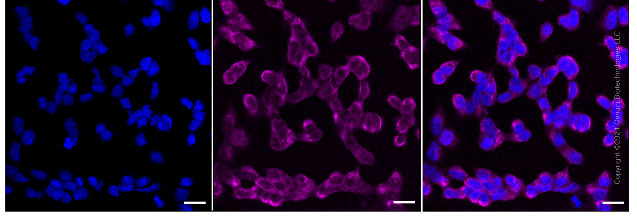 KD-Validated Anti-Paired box 6 Rabbit Monoclonal Antibody ABG1263