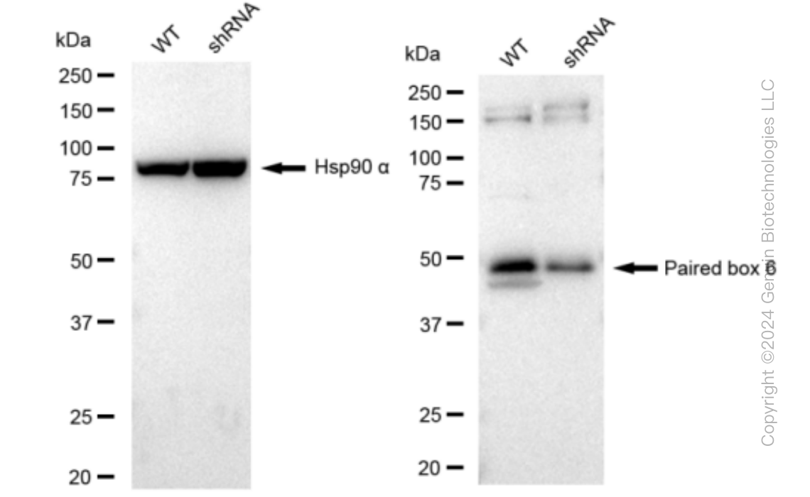 KD-Validated Anti-Paired box 6 Rabbit Monoclonal Antibody ABG1263