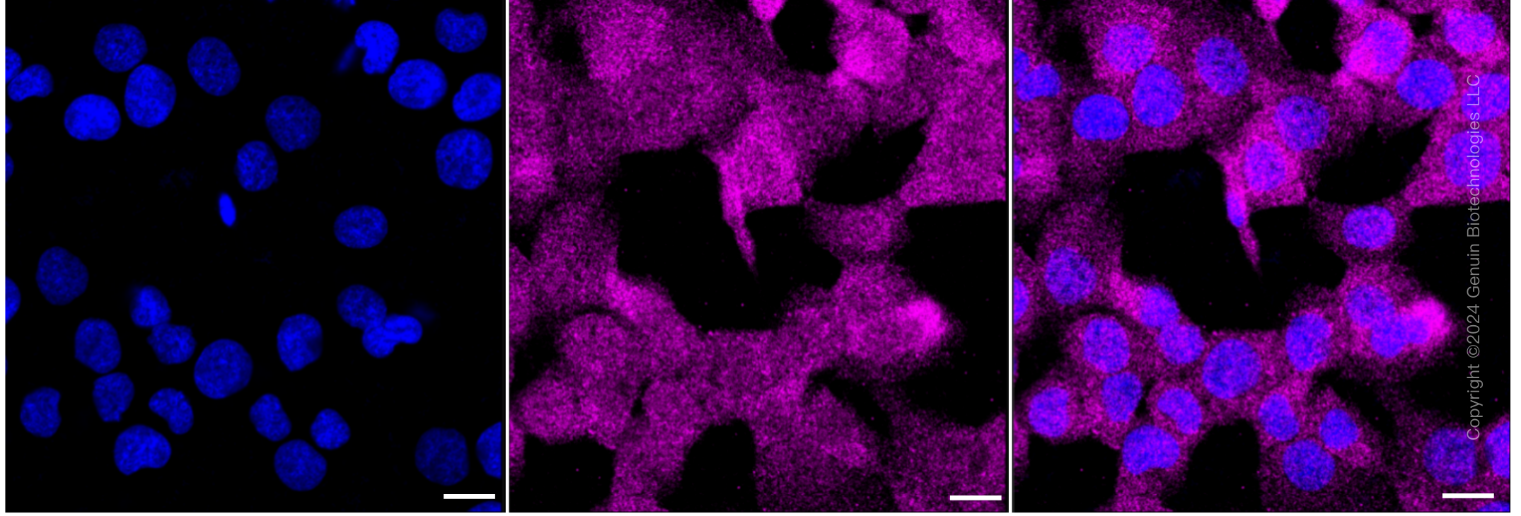 KD-Validated Anti-Peptidase D Rabbit Monoclonal Antibody ABG1264