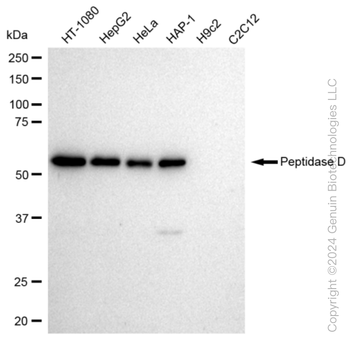 KD-Validated Anti-Peptidase D Rabbit Monoclonal Antibody ABG1264