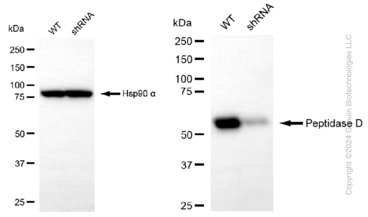 KD-Validated Anti-Peptidase D Rabbit Monoclonal Antibody ABG1264