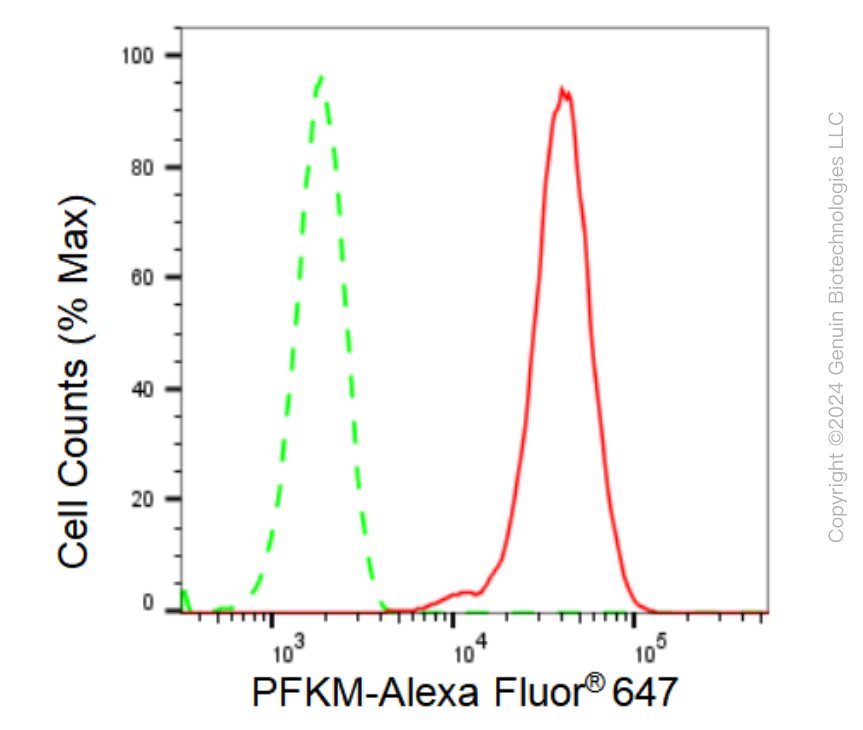 KD-Validated Anti-PFKM Rabbit Monoclonal Antibody ABG1265