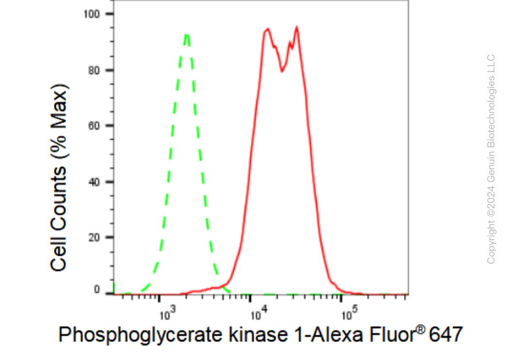 KD-Validated Anti-Phosphoglycerate kinase 1 Rabbit Monoclonal Antibody ABG1266