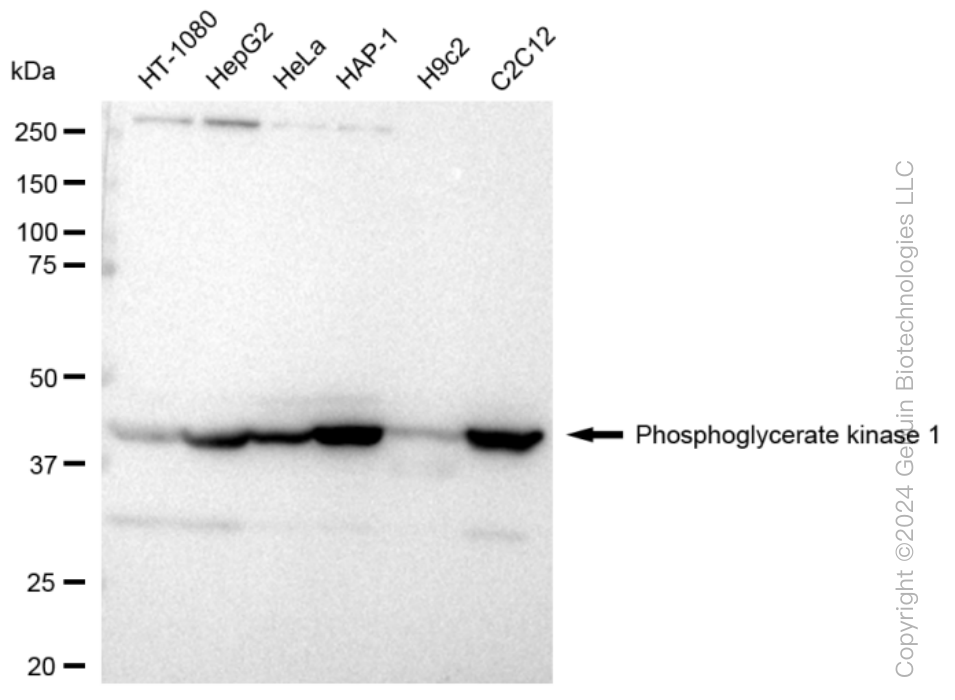 KD-Validated Anti-Phosphoglycerate kinase 1 Rabbit Monoclonal Antibody ABG1266