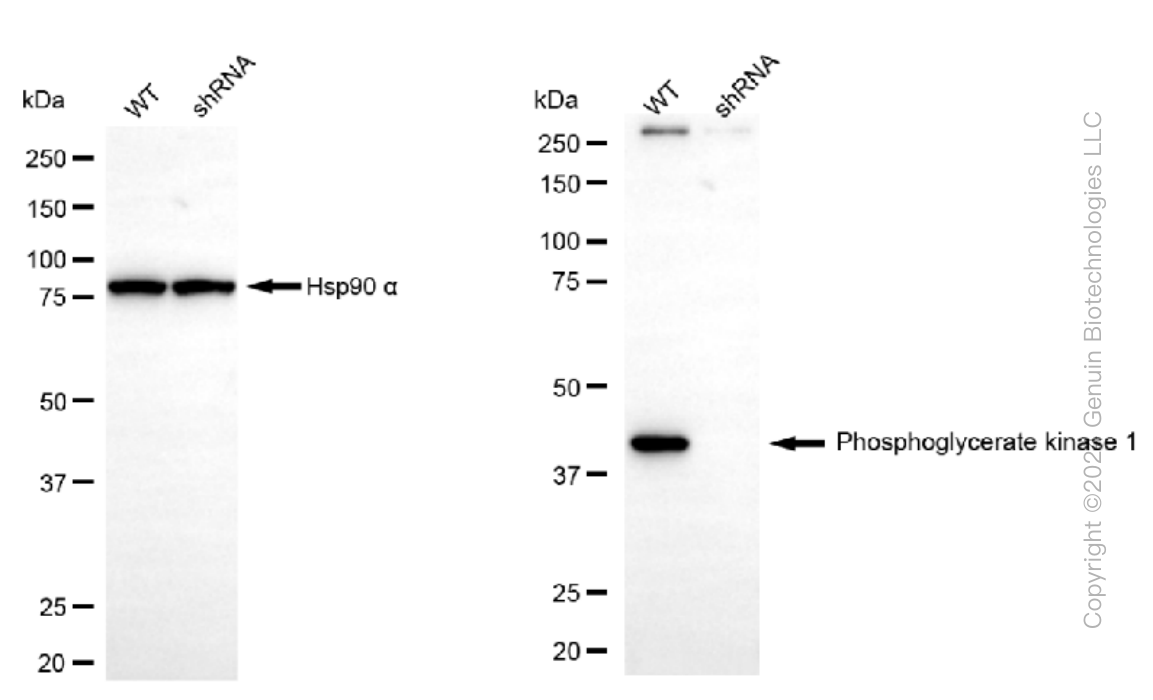KD-Validated Anti-Phosphoglycerate kinase 1 Rabbit Monoclonal Antibody ABG1266