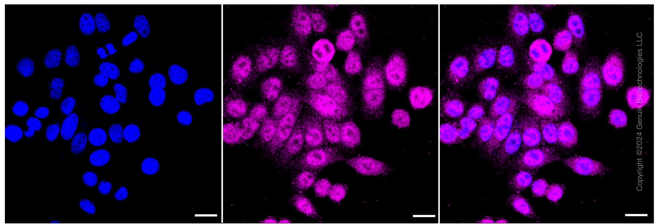 KD-Validated Anti-Phospholipase A2 activating protein Rabbit Monoclonal Antibody ABG1267