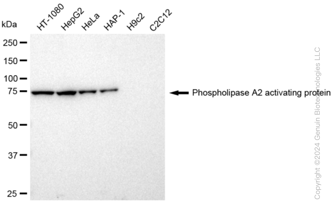 KD-Validated Anti-Phospholipase A2 activating protein Rabbit Monoclonal Antibody ABG1267