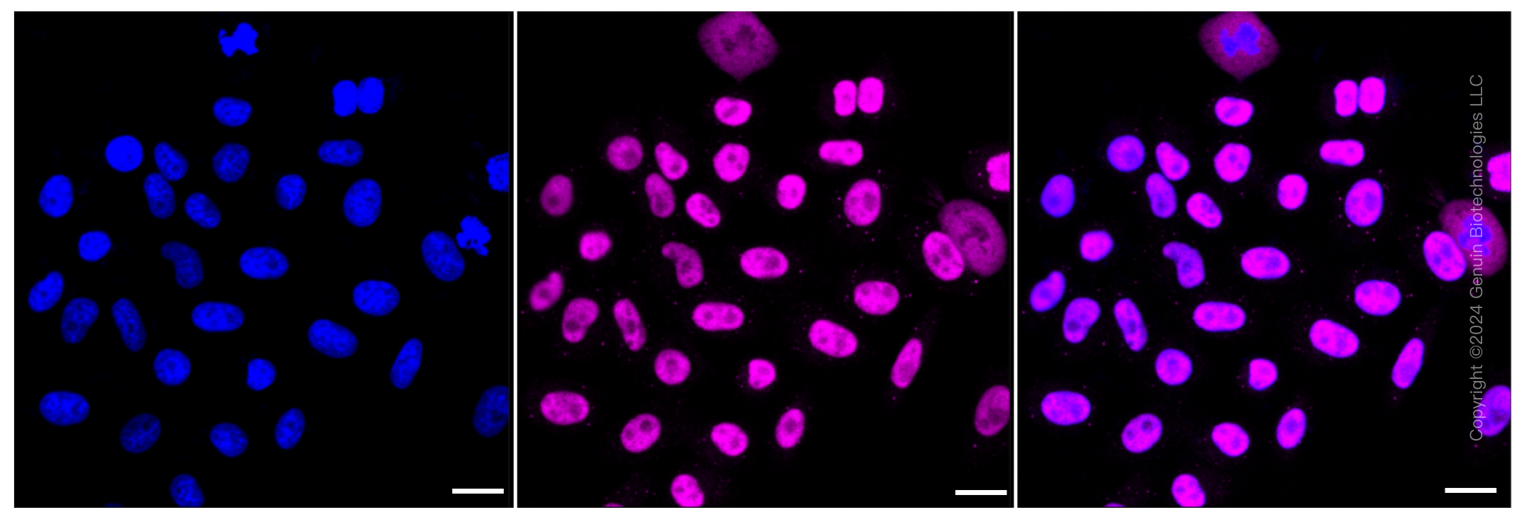 KD-Validated Anti-PPM1G Rabbit Monoclonal Antibody ABG1268