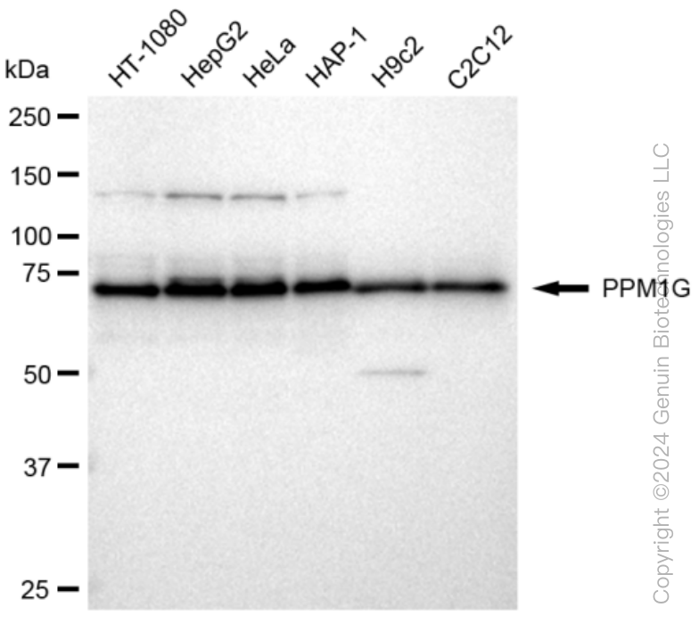 KD-Validated Anti-PPM1G Rabbit Monoclonal Antibody ABG1268