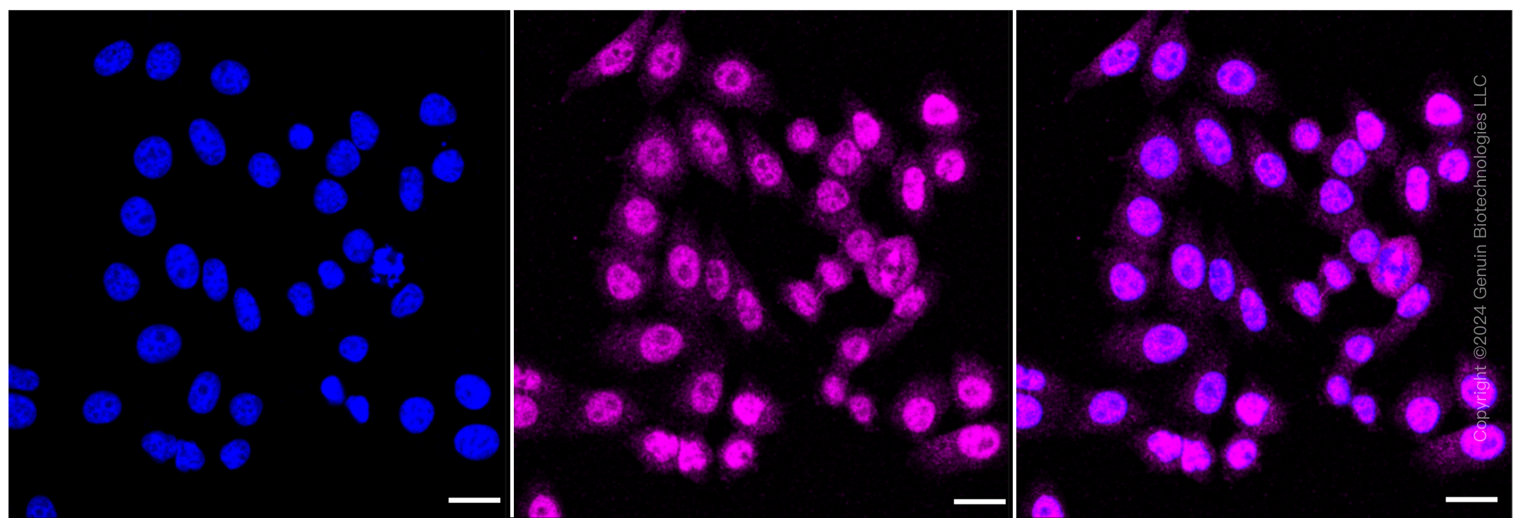 KD-Validated Anti-PPM1G Rabbit Monoclonal Antibody ABG1269