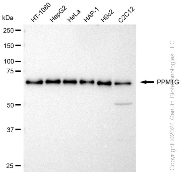 KD-Validated Anti-PPM1G Rabbit Monoclonal Antibody ABG1269