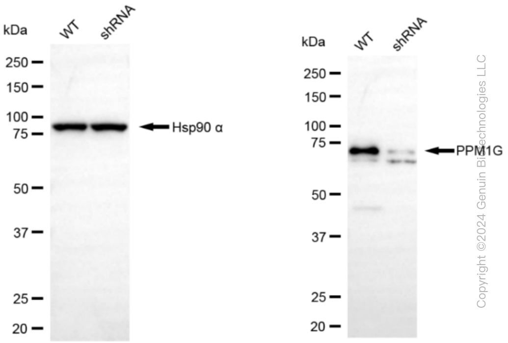 KD-Validated Anti-PPM1G Rabbit Monoclonal Antibody ABG1269