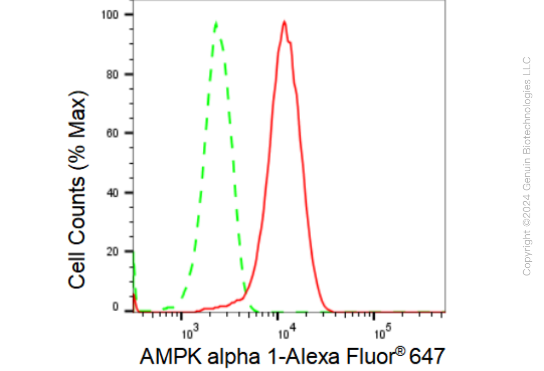 KD-Validated Anti-AMPK alpha 1 Rabbit Monoclonal Antibody ABG1270
