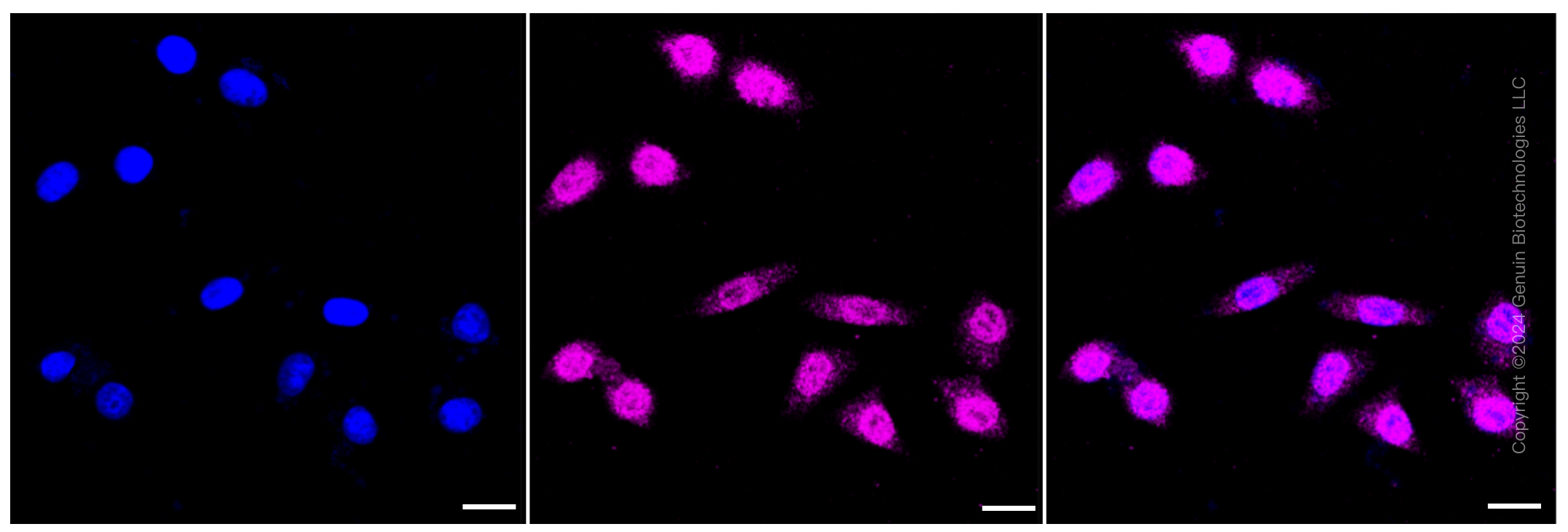 KD-Validated Anti-AMPK alpha 1 Rabbit Monoclonal Antibody ABG1270