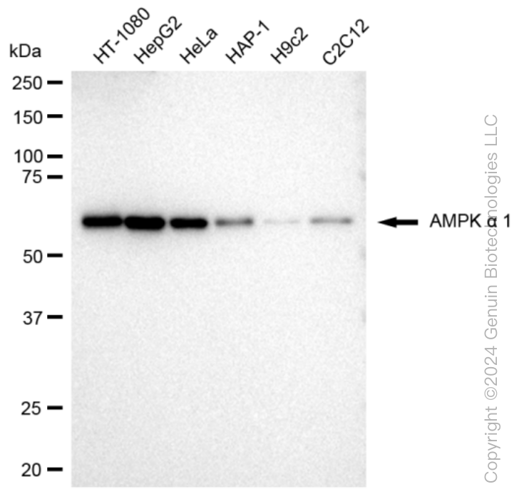 KD-Validated Anti-AMPK alpha 1 Rabbit Monoclonal Antibody ABG1270