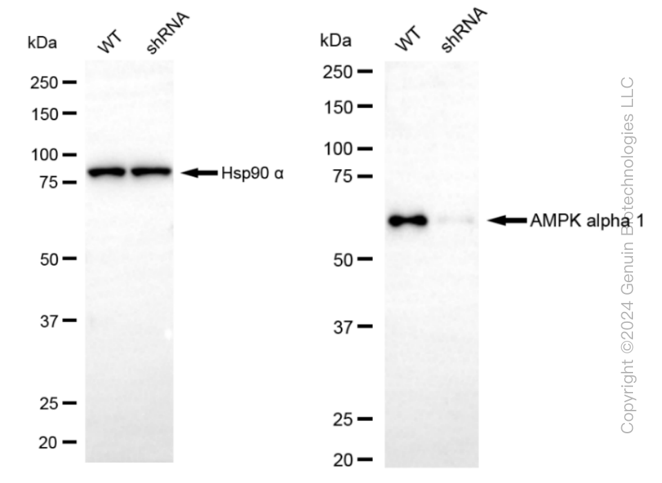 KD-Validated Anti-AMPK alpha 1 Rabbit Monoclonal Antibody ABG1270
