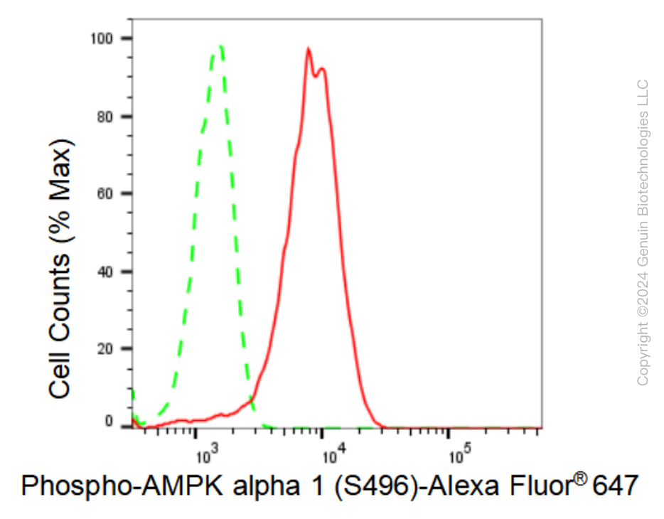 KD-Validated Anti-Phospho-AMPK alpha 1 (S496) Rabbit Monoclonal Antibody ABG1271