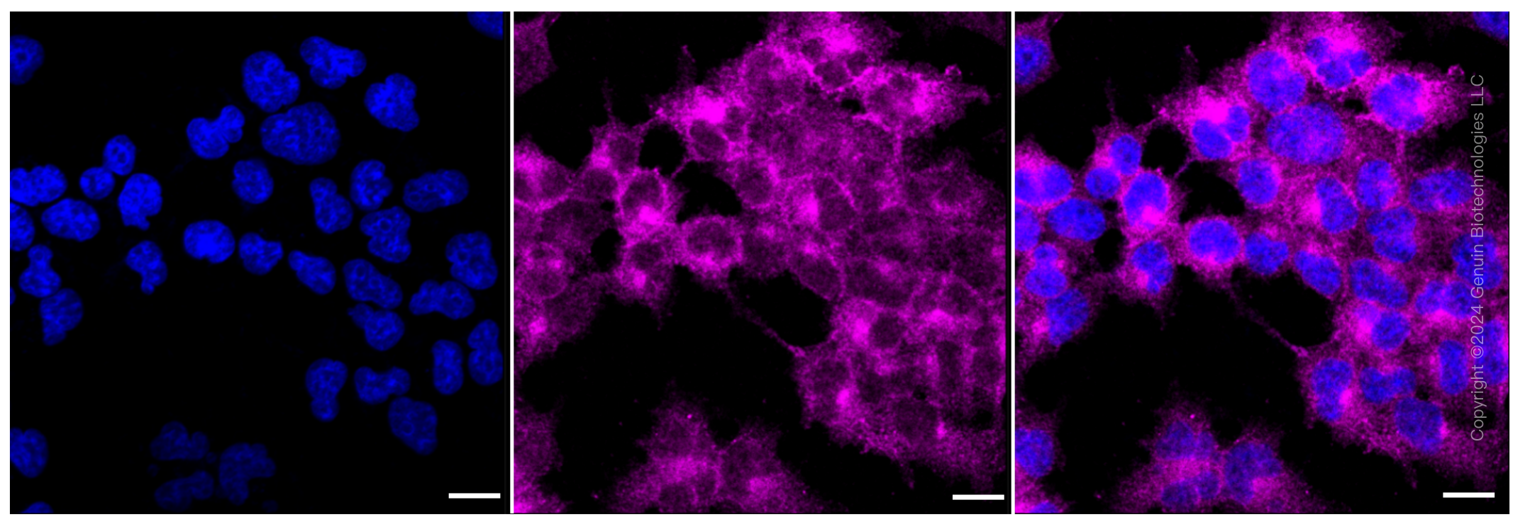 KD-Validated Anti-Phospho-AMPK alpha 1 (S496) Rabbit Monoclonal Antibody ABG1271