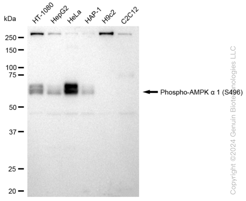 KD-Validated Anti-Phospho-AMPK alpha 1 (S496) Rabbit Monoclonal Antibody ABG1271