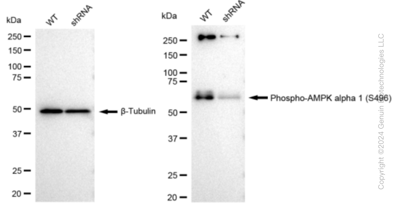 KD-Validated Anti-Phospho-AMPK alpha 1 (S496) Rabbit Monoclonal Antibody ABG1271