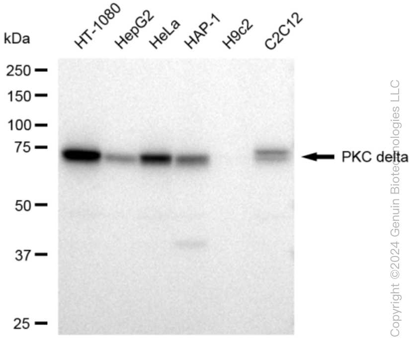 KD-Validated Anti-PKC delta Rabbit Monoclonal Antibody ABG1272
