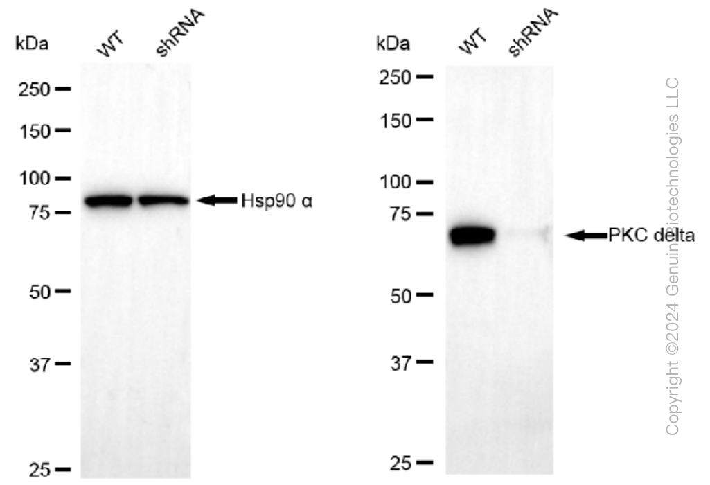 KD-Validated Anti-PKC delta Rabbit Monoclonal Antibody ABG1272