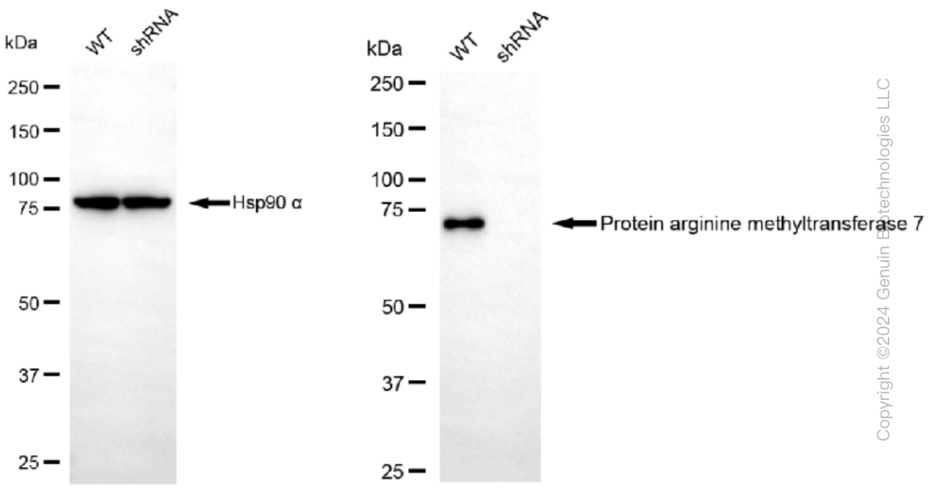 KD-Validated Anti-Protein arginine methyltransferase 7 Rabbit Monoclonal Antibody ABG1273