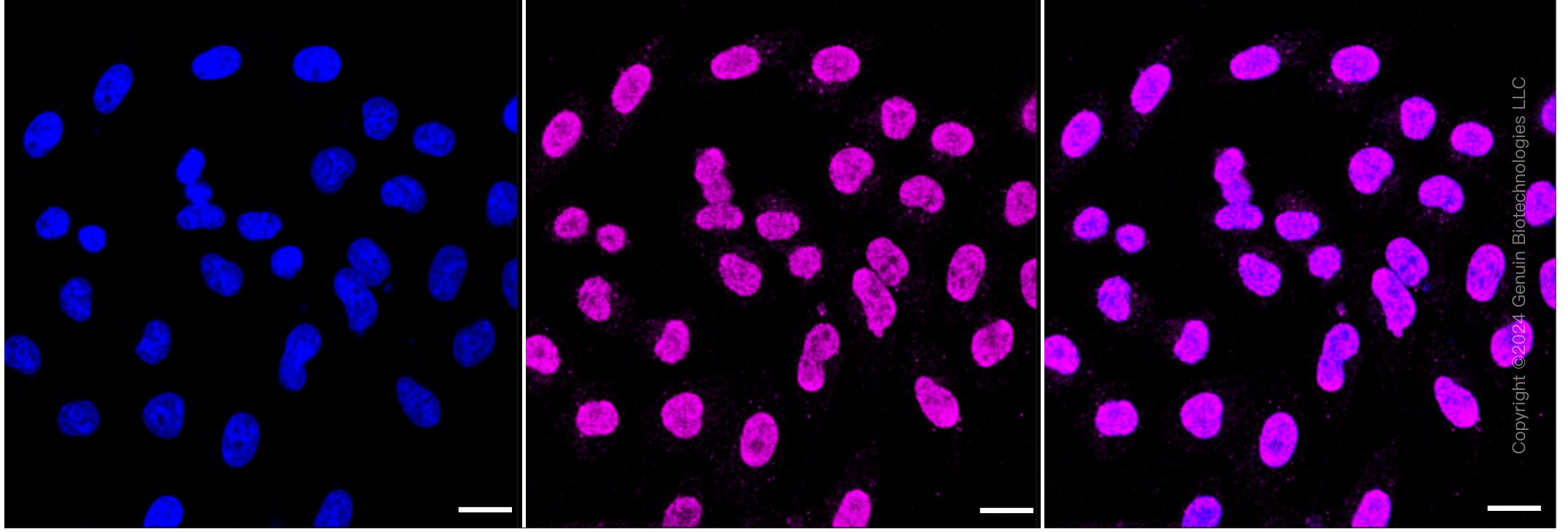KD-Validated Anti-PTPN11 Rabbit Monoclonal Antibody ABG1274