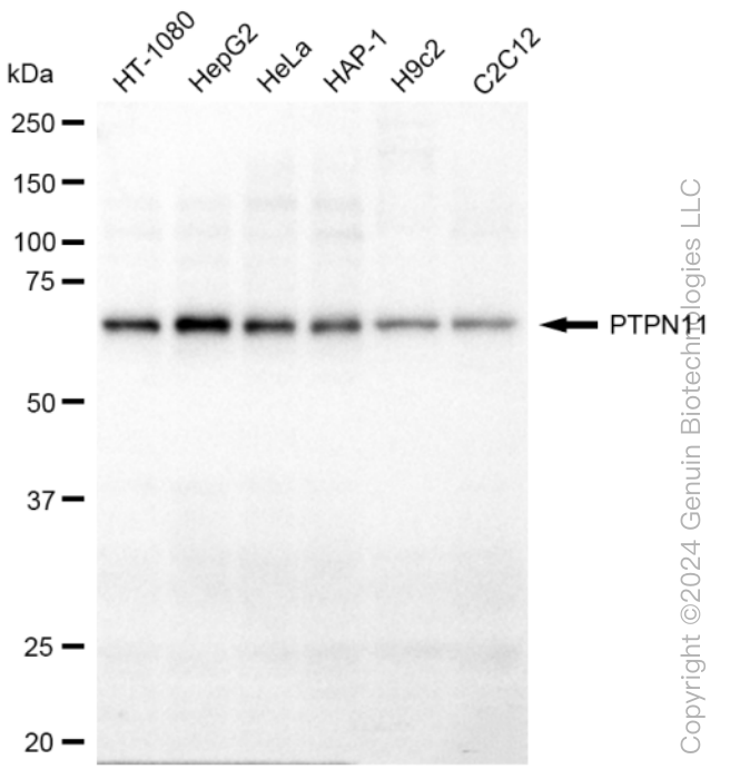 KD-Validated Anti-PTPN11 Rabbit Monoclonal Antibody ABG1274