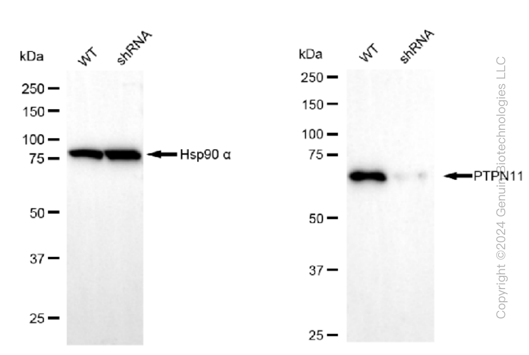 KD-Validated Anti-PTPN11 Rabbit Monoclonal Antibody ABG1274