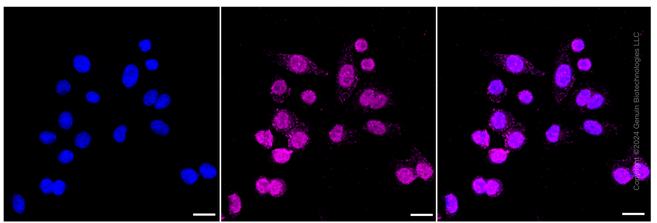 KD-Validated Anti-PTPN11 Rabbit Monoclonal Antibody ABG1275
