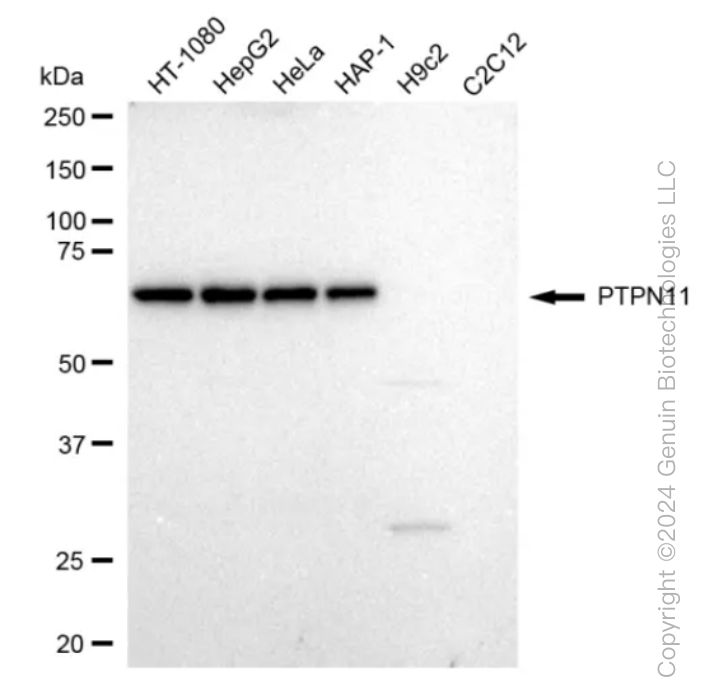 KD-Validated Anti-PTPN11 Rabbit Monoclonal Antibody ABG1275