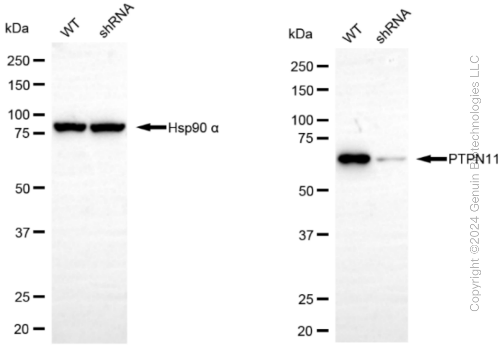 KD-Validated Anti-PTPN11 Rabbit Monoclonal Antibody ABG1275