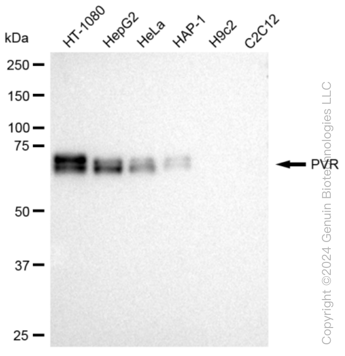 KD-Validated Anti-PVR Rabbit Monoclonal Antibody ABG1276