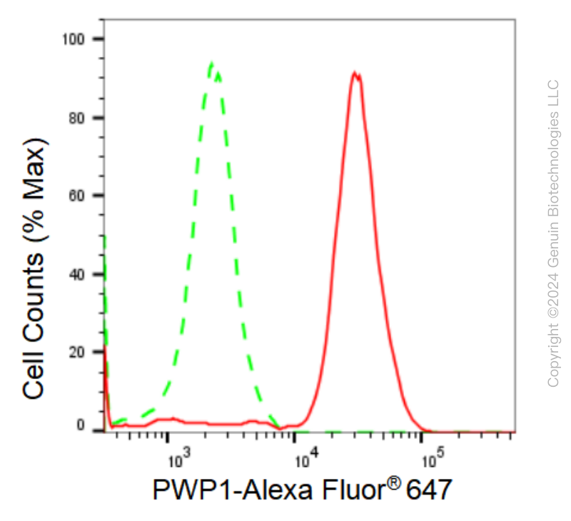 KD-Validated Anti-PWP1 Rabbit Monoclonal Antibody ABG1277