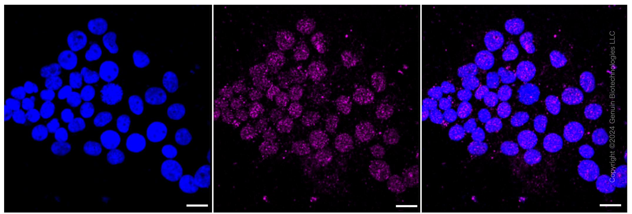 KD-Validated Anti-PWP1 Rabbit Monoclonal Antibody ABG1277