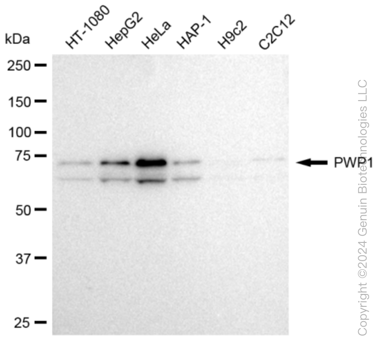 KD-Validated Anti-PWP1 Rabbit Monoclonal Antibody ABG1277