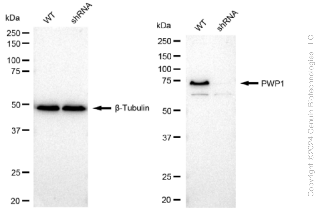 KD-Validated Anti-PWP1 Rabbit Monoclonal Antibody ABG1277
