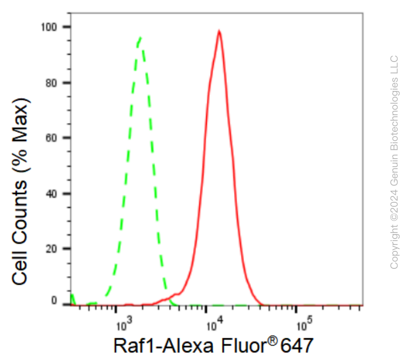 KD-Validated Anti-Raf1 Rabbit Monoclonal Antibody ABG1278
