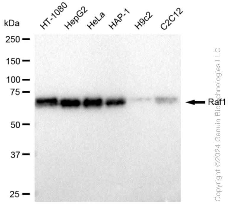KD-Validated Anti-Raf1 Rabbit Monoclonal Antibody ABG1278
