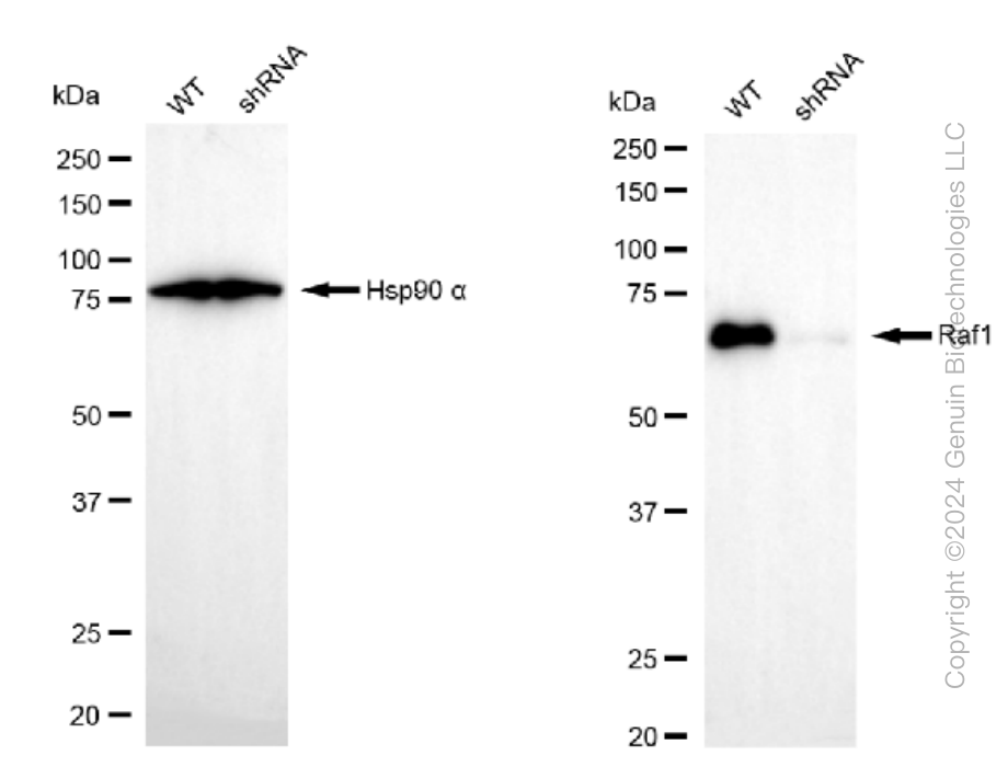 KD-Validated Anti-Raf1 Rabbit Monoclonal Antibody ABG1278