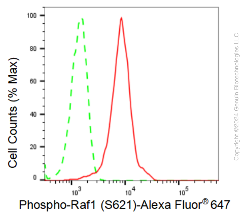 KD-Validated Anti-Phospho-Raf1 (S621) Rabbit Monoclonal Antibody ABG1279