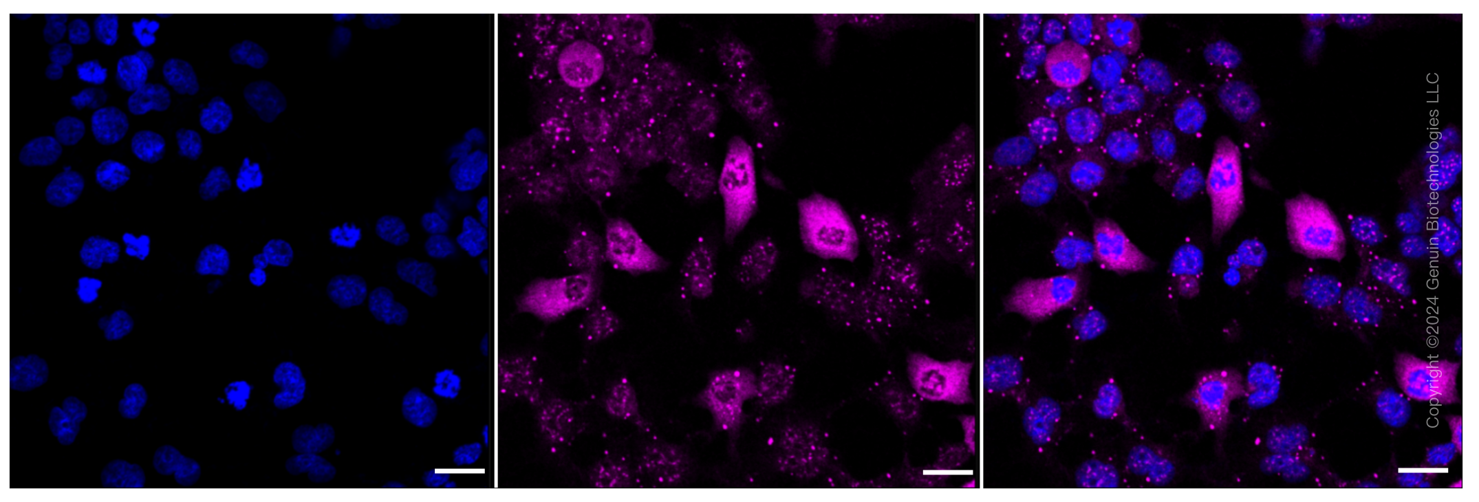 KD-Validated Anti-Phospho-Raf1 (S621) Rabbit Monoclonal Antibody ABG1279